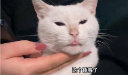 猫咪爆料视频在线观看,在线观看爆笑瞬间